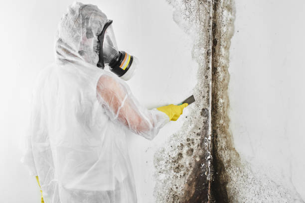 Best Commercial Mold Remediation in Stepping Stone, CO