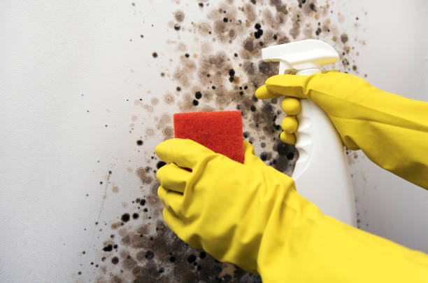 Best Basement Mold Remediation in Stepping Stone, CO