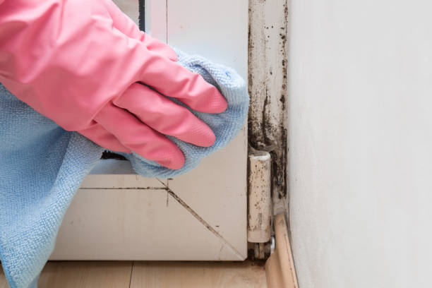 Best Localized Mold Remediation (e.g., coastal areas, humid climates) in Stepping Stone, CO